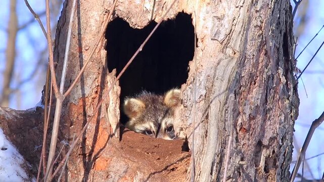Raccoon moving in the cavity of an old tree and watching. Falling snow. Procyon lotor. Region of Central Quebec, Province of Quebec. Canada