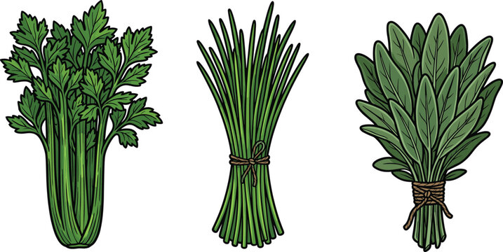 Fresh Green Herbs Illustration Set with Celery Bunch, Chives, and Sage Leaves Tied with Twine for Cooking, Organic Farm, Healthy Food, Spice, and Market Designs