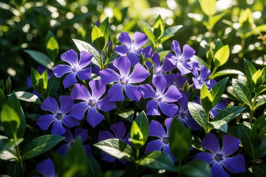 Close up of periwinkle flowers blooming in green garden. Blue vinca flowers grow among bright green leaves under natural sunlight. Beautiful spring blossom plant creates natural floral background in