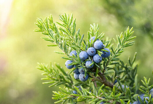 Blue juniper berries growing among green evergreen needle branches, captured in natural light, showcasing fresh botanical texture, vibrant color, moisture, and detailed foliage.