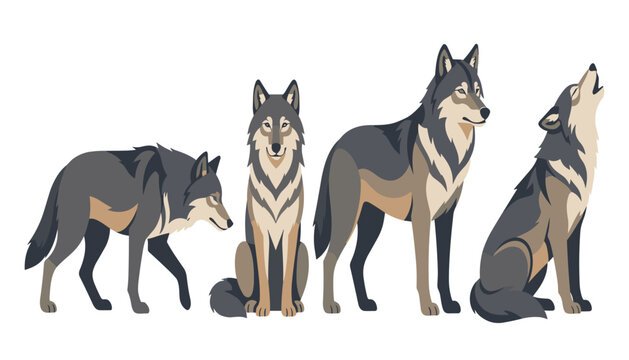 Vector illustration set of grey wolves in various poses including walking sitting standing and howling on white background