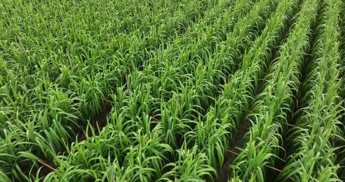 Aerial footage of sugarcane plants growing at field