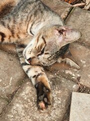 cat © Rizky