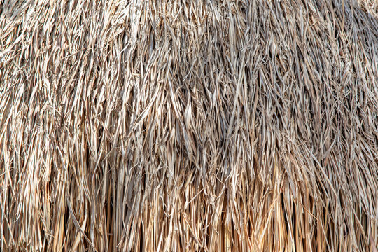 Dry Thatched Palm Leaf Roof Texture &ndash; Tropical Natural Background Closeup