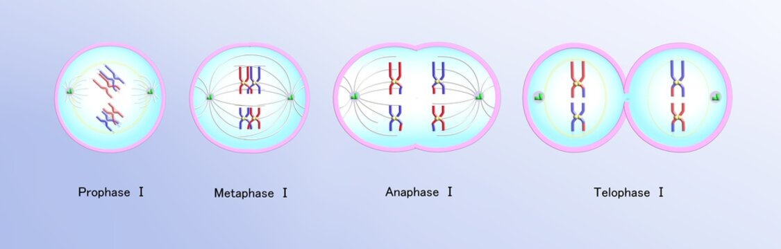 Meiosis 2 : stages of cell cycle