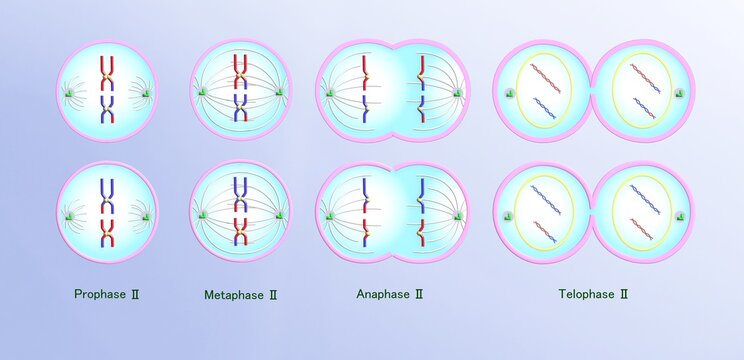 Meiosis 1 : stages of cell cycle