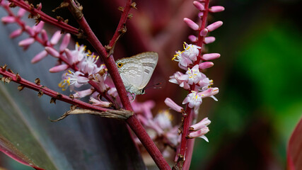 Bright Cornelian butterfly (Deudorix diovis) resting on pink flowers Australian wet tropics © Wood Wide Web