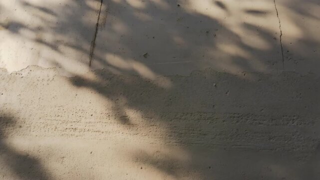 Soft moving tree branch shadows on beige stucco wall with cracks and texture background 60fps
