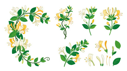 Obraz premium Honeysuckle Floral Elements: Vines, Flowers and Leaves on Transparent Background