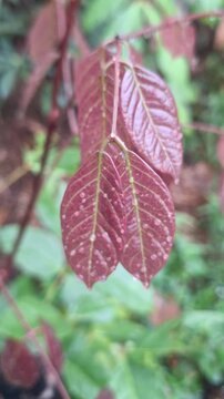 Close-up video footage of young reddish Archidendron pauciflorum leaves covered with fresh raindrops in a natural garden