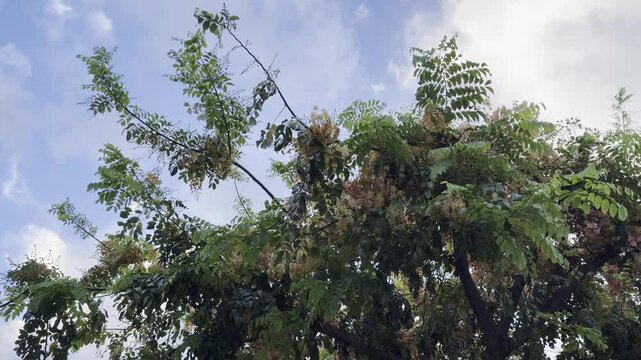 Cassia x nealiae (rainbow shower tree) is a cross between Cassia fistula and Cassia javacana. Honolulu, Oahu, Hawaii. Fabaceae or Leguminosae, commonly known as the legume, pea, or bean family.