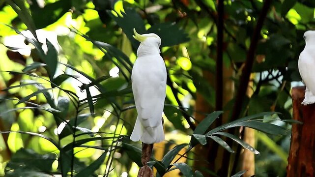 A video yellow-crested cockatoo perched on a tree branch at a zoo in Lombok, Indonesia, on a bright and fresh morning