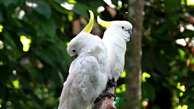 A video yellow-crested cockatoo perched on a tree branch at a zoo in Lombok, Indonesia, on a bright and fresh morning