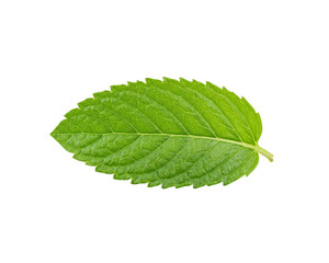 Fresh Green Mint Leaf Isolated on Transparent Background © pnghubs