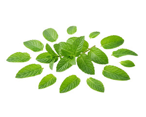 Fresh Mint Leaves Isolated on Transparent Background © pnghubs