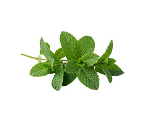 Fresh Mint Leaves Isolated on Transparent Background © pnghubs