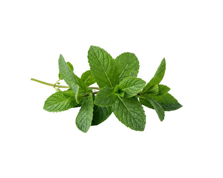 Fresh Mint Leaves Isolated on Transparent Background