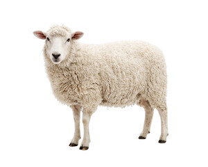Fototapeta premium White Sheep Standing Isolated on Black Background