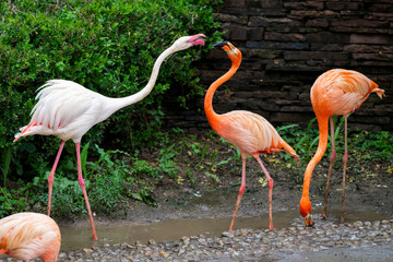 group of pink flamingos in the zoo © Muren