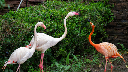 group of pink flamingos in the zoo © Muren