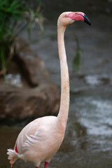 pink flamingo in the water © Muren