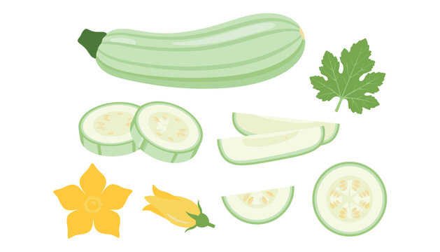 Vector illustration set of fresh green zucchini marrow including whole vegetable slices chopped pieces leaves and yellow flowers