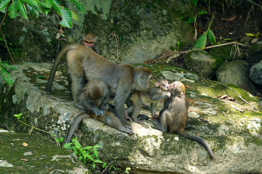 Wild macaque monkeys grooming and playing together in natural habitat