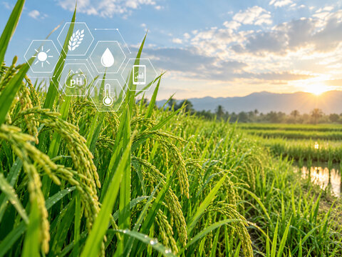 AI generated rice field at sunrise digital icons for crop monitoring water management soil pH temperature supporting precision agriculture sustainable farming