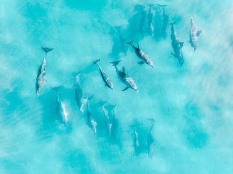 Dolphins Swimming in Blue water