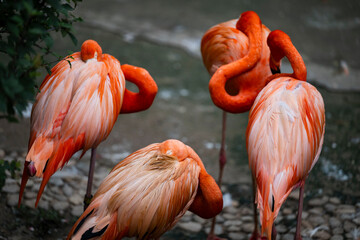 group of pink flamingos in the zoo © Muren