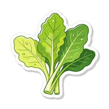 vector illustration of a green lettuce