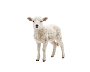 little sheep and lamb © pnghubs