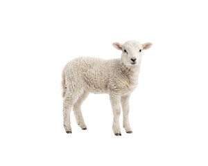 little sheep and lamb © pnghubs