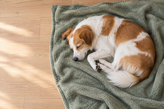 Overhead view of rescue dog resting on a washable blanket in light