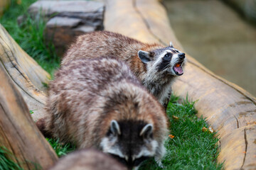 closeup of cute raccoons on the lawn © Muren
