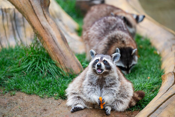 closeup of cute raccoons on the lawn © Muren