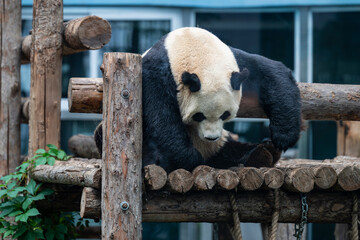 closeup of a giant panda resting on woods © Muren