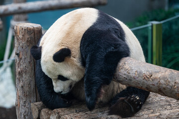 closeup of a giant panda resting on woods © Muren