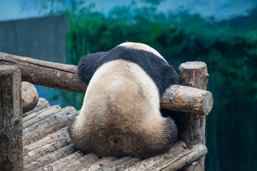closeup of a giant panda resting on woods © Muren