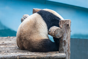 closeup of a giant panda resting on woods © Muren