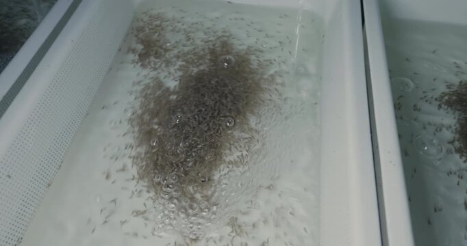Tilapia egg incubation and fry larvae rearing trays with water circulation system in a commercial fish hatchery.