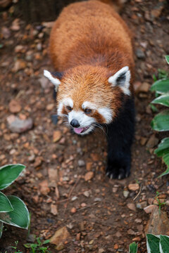 closeup of a red panda playing around