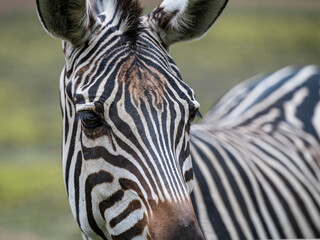 close up of a zebra © Muren