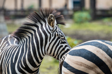 close up of a zebra © Muren