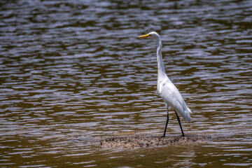 Obraz premium A great white heron on the water, part 6