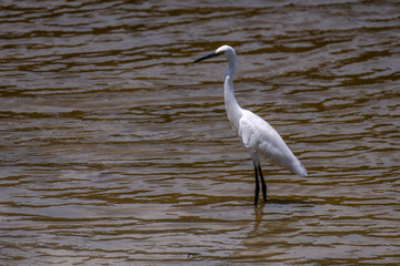Obraz premium A great white heron on the water, part 5