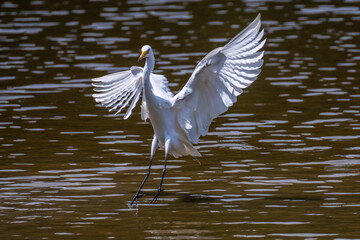 Obraz premium A great white heron on the water, part 4
