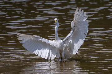 Obraz premium A great white heron on the water, part 3