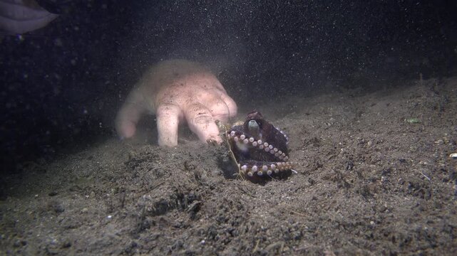 
During a night dive, a female diver tries to attract a coconut octopus's attention. The octopus emerges from its den and attempts to leave, carrying all its shells.