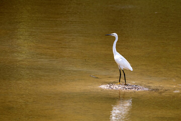 Obraz premium A great white heron on the water, part 1